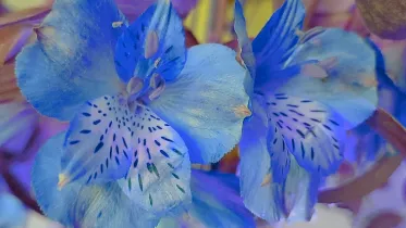 Blomma