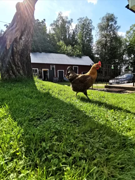 Bland höns och kaniner