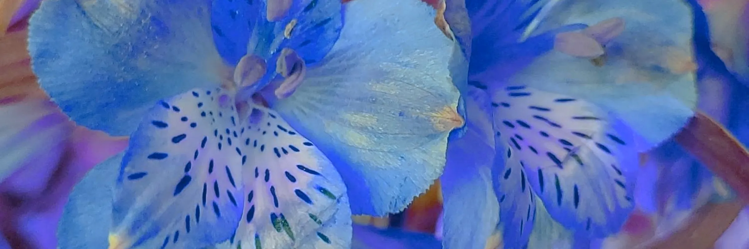Blomma